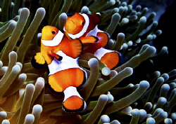 It looks like a mating Mandarin Fish......... by Bernard Maglana 